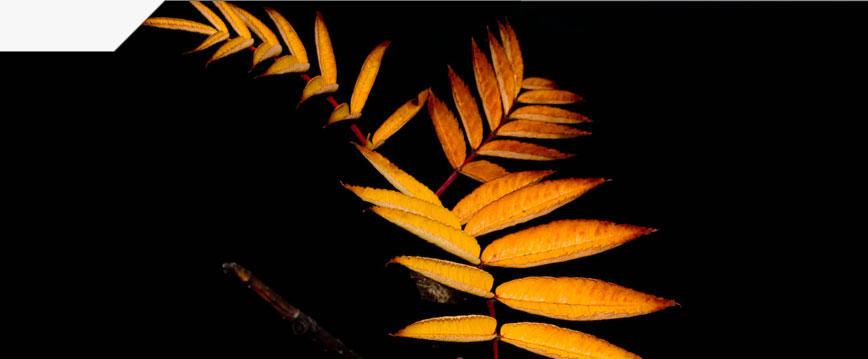slideshow_image