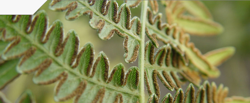 slideshow_image