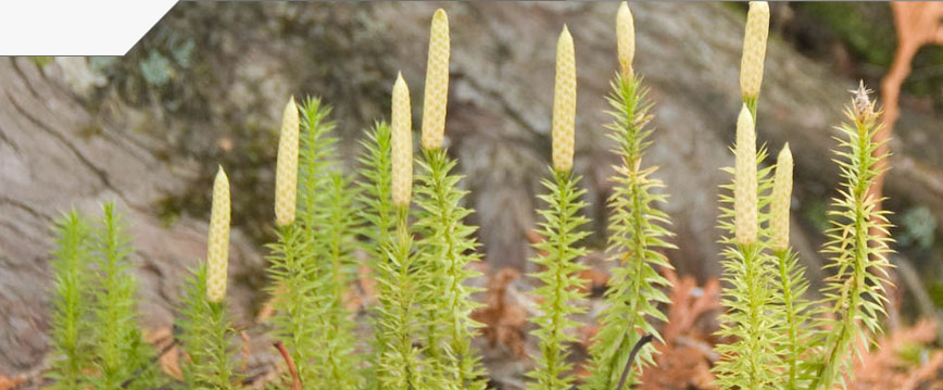 slideshow_image