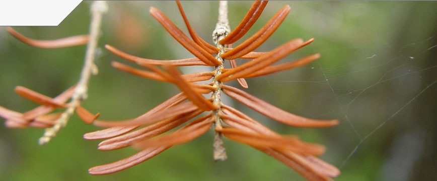 slideshow_image