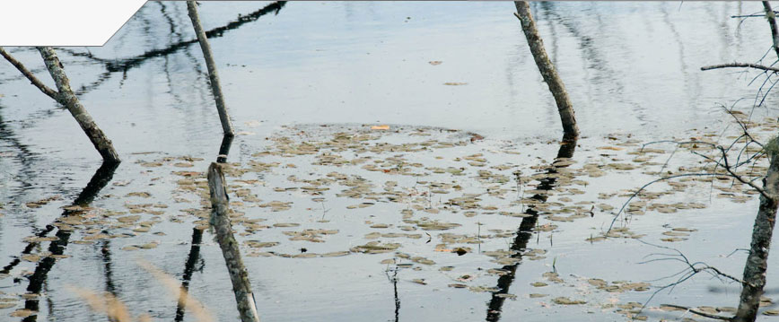 slideshow_image
