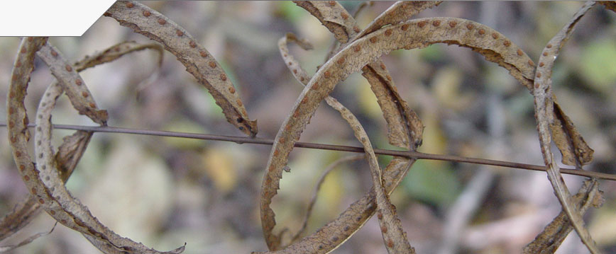 slideshow_image